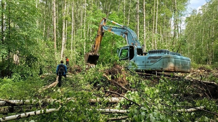 Война пришла за деревьями