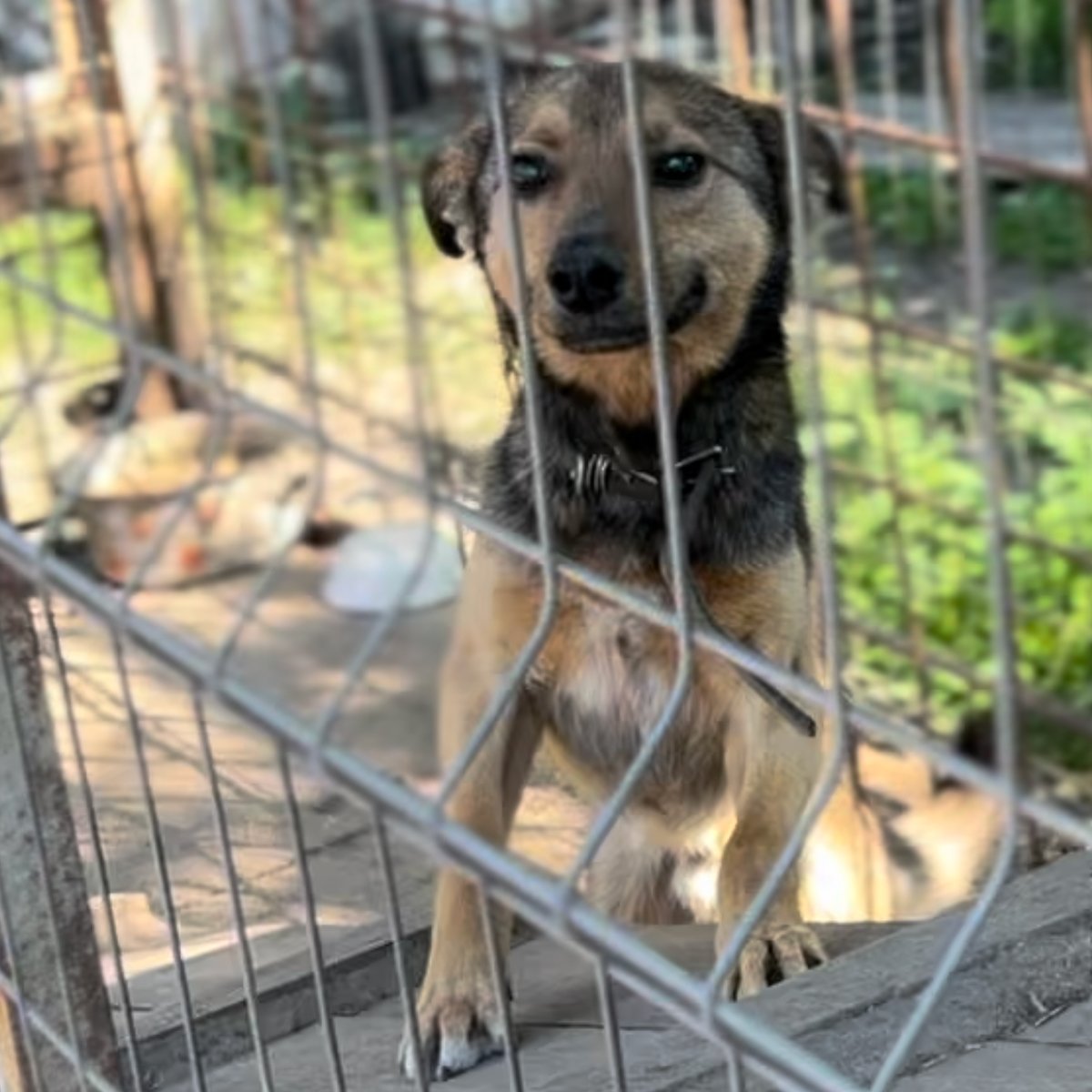 Бакс. Фото предоставлено приютом фонда Animal Guardians