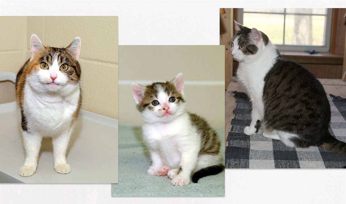 Слева кот-донор, в центре котенок-клон, справа — выросший клон. Фото: Texas A&M Veterinary Medicine & Biomedical Sciences